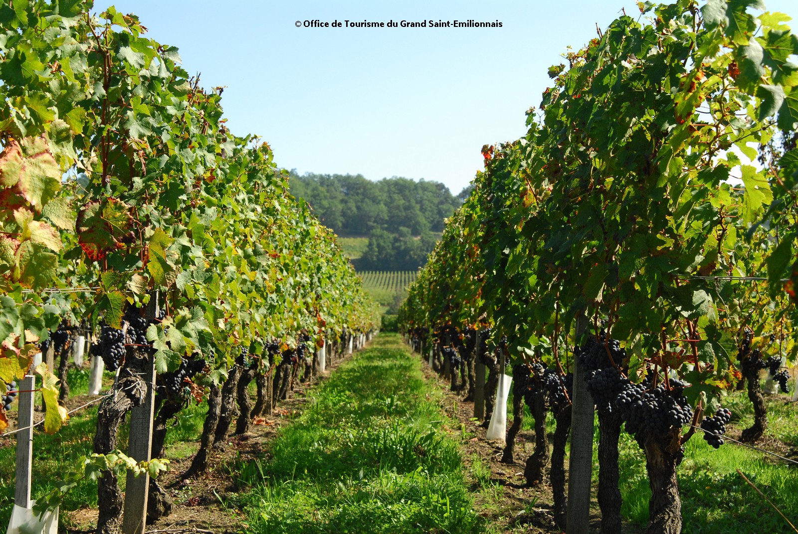 découvrez saint-émilion, un véritable joyau viticole. l'office du tourisme vous offre le meilleur des guides pour explorer ses vignobles renommés, déguster des grands crus et plonger dans l'histoire fascinante de cette région. profitez d'une expérience inoubliable au cœur des paysages enchanteurs de saint-émilion.