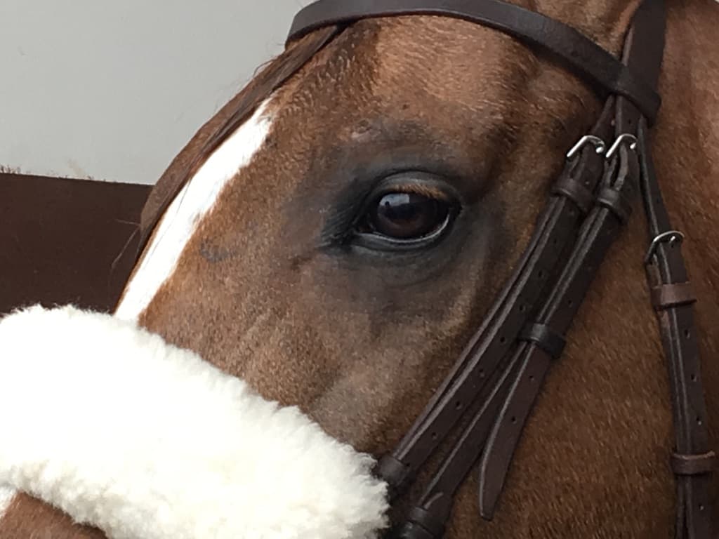 découvrez nos solutions d'assurance santé pour chevaux, conçues pour protéger votre compagnon équin des imprévus. bénéficiez d'une couverture complète et d'un service personnalisé pour garantir la santé et le bien-être de votre cheval.