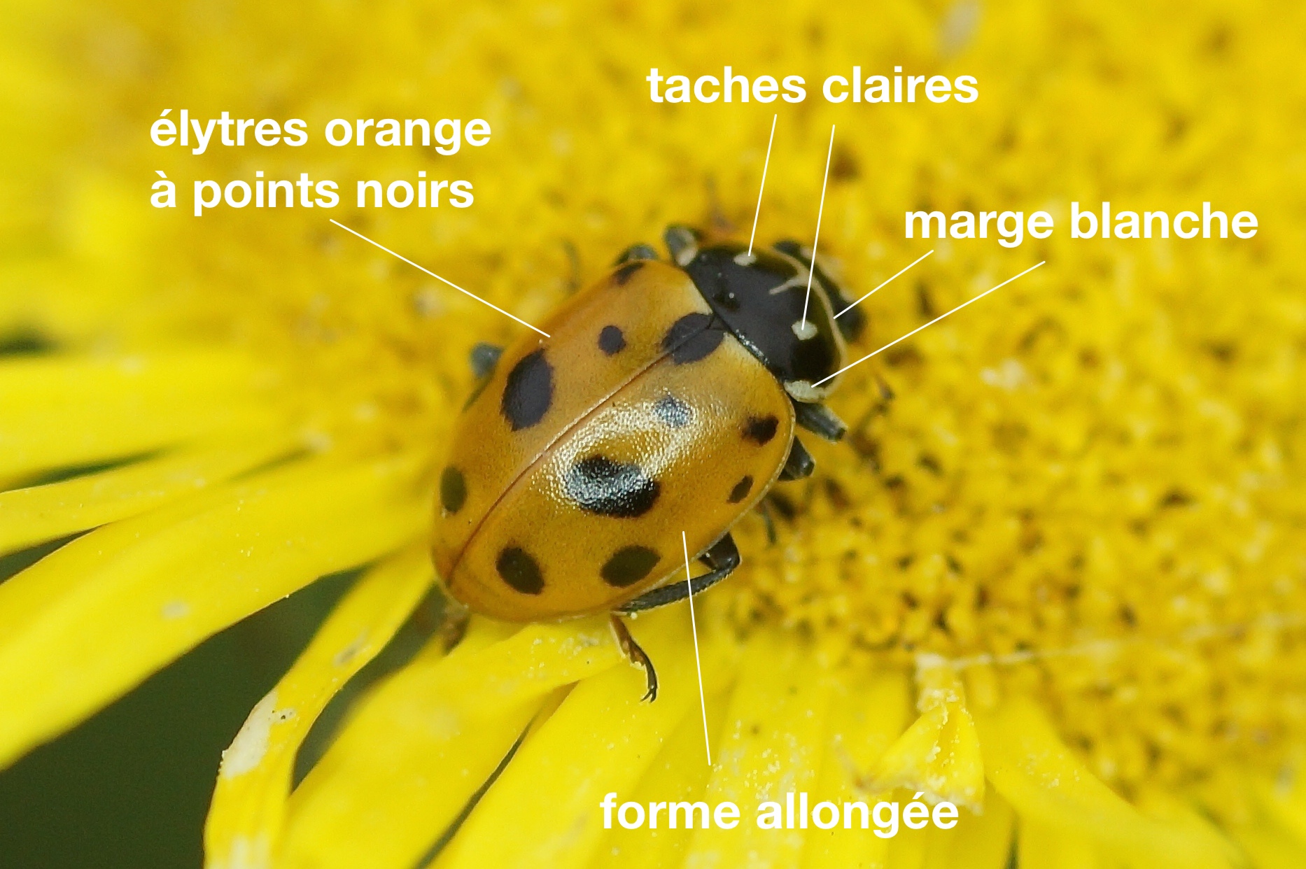découvrez le fascinant mythe de la coccinelle, cet insecte empreint de légendes et de superstitions, symbolisant chance et bonheur à travers différentes cultures. plongez dans l'univers enchanté de ce petit bijou de la nature, et explorez son histoire et sa signification à travers le temps.