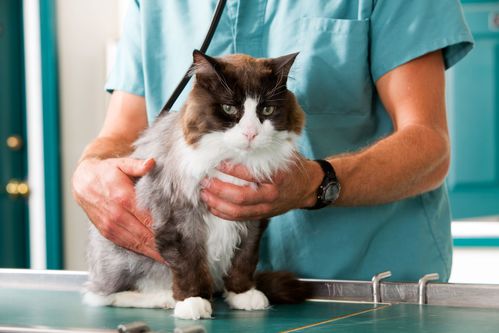 découvrez des méthodes efficaces pour traiter le coryza chez votre chat. apprenez à reconnaître les symptômes, les traitements disponibles et les conseils pour prévenir cette maladie courante chez les félins.