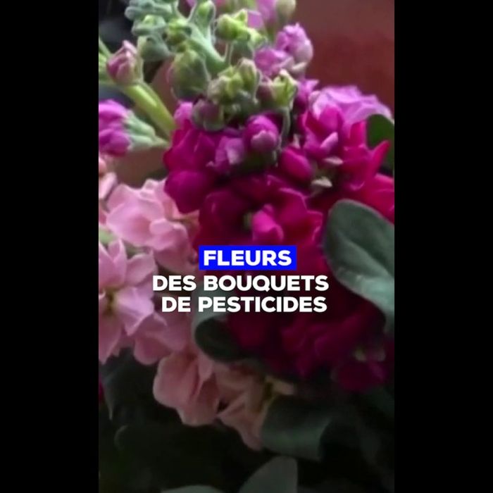 découvrez notre sélection de bouquets de saint-valentin sans pesticides, alliant beauté et respect de l'environnement. offrez un geste romantique et écoresponsable à votre bien-aimé(e) avec des fleurs cultivées dans le respect de la nature.