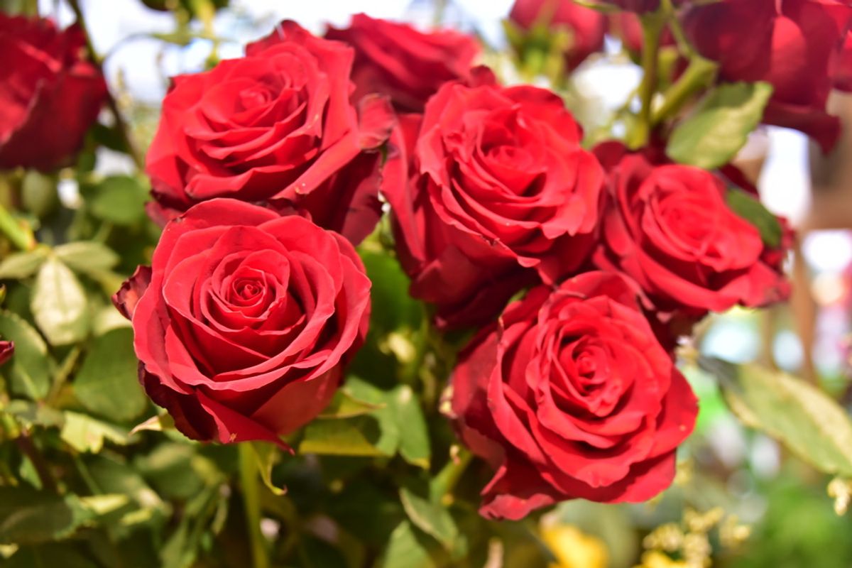 découvrez notre sélection de bouquets de saint-valentin sans pesticides, alliant beauté et respect de l'environnement. offrez à votre bien-aimé(e) des fleurs saines et éthiques pour une célébration pleine de douceur et de tendresse.