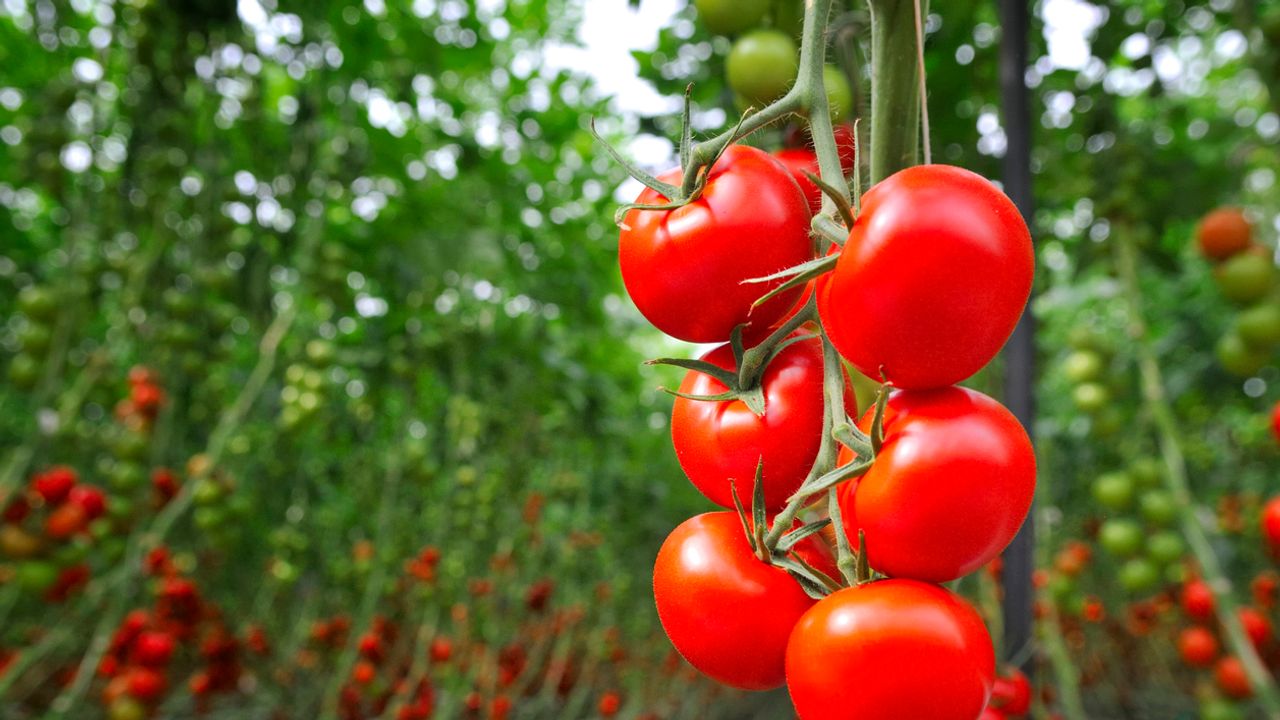 découvrez une méthode économique innovante pour cultiver des tomates savoureuses dans votre jardin. apprenez des astuces pratiques pour optimiser vos ressources tout en garantissant une récolte riche et délicieuse.