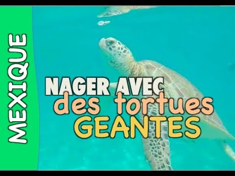 découvrez l'expérience unique de nager avec les tortues majestueuses d'akumal, au cœur des eaux cristallines des caraïbes. profitez d'une rencontre inoubliable avec ces créatures marines dans un cadre naturel préservé, idéal pour les amoureux de la nature et les passionnés de snorkeling.
