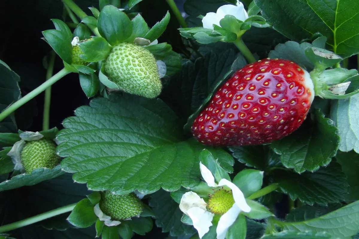 découvrez des astuces pétillantes pour profiter au maximum des fraises cet été ! recettes, conseils de conservation et idées de dégustation vous attendent pour savourer ce fruit délicieux en pleine saison.