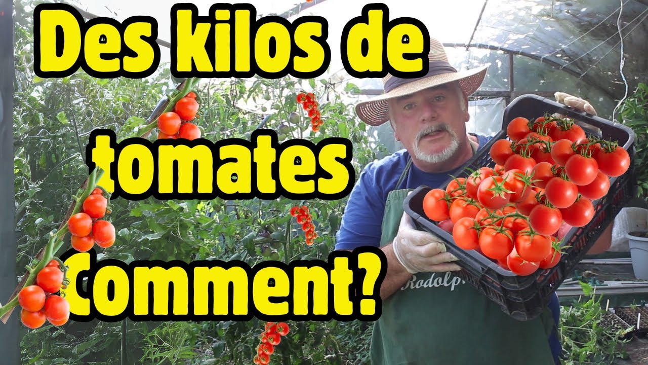 découvrez nos astuces de jardinage en juin pour cultiver des tomates juteuses et savoureuses. apprenez les meilleures techniques d'entretien et de récolte pour une production optimale.