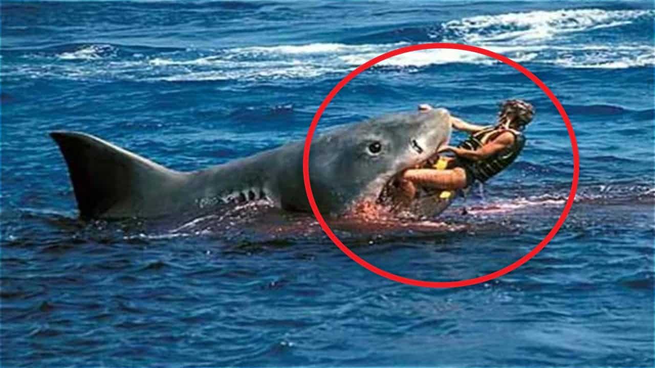 découvrez les plages paradisiaques où vous pourrez vous baigner en toute sérénité, loin des requins. profitez d'un cadre idyllique pour des vacances en famille ou entre amis, avec des eaux calmes et des activités en plein air.