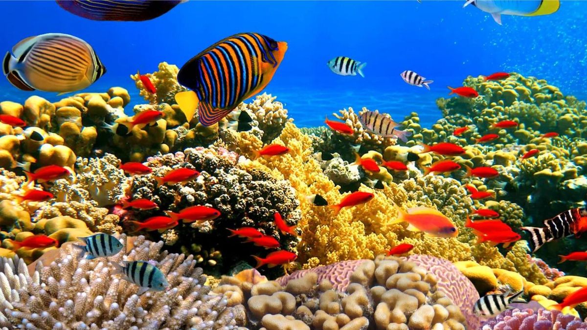 top aquariums et boutiques d’aquariophilie à marseille: adresses, horaires, avis, tarifs et conseils pour choisir et entretenir.