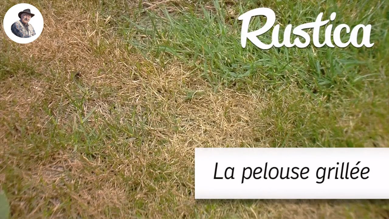 pelouse grillée ? récupérez-la en 3 jours : arrosage ciblé, scarification légère, engrais de reprise et ressemis express. conseils pros, étapes simples.