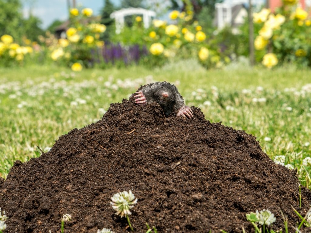 découvrez les horaires des taupes : périodes d'activité, habitudes de vie souterraines et conseils pour observer ou éloigner ces animaux de votre jardin.