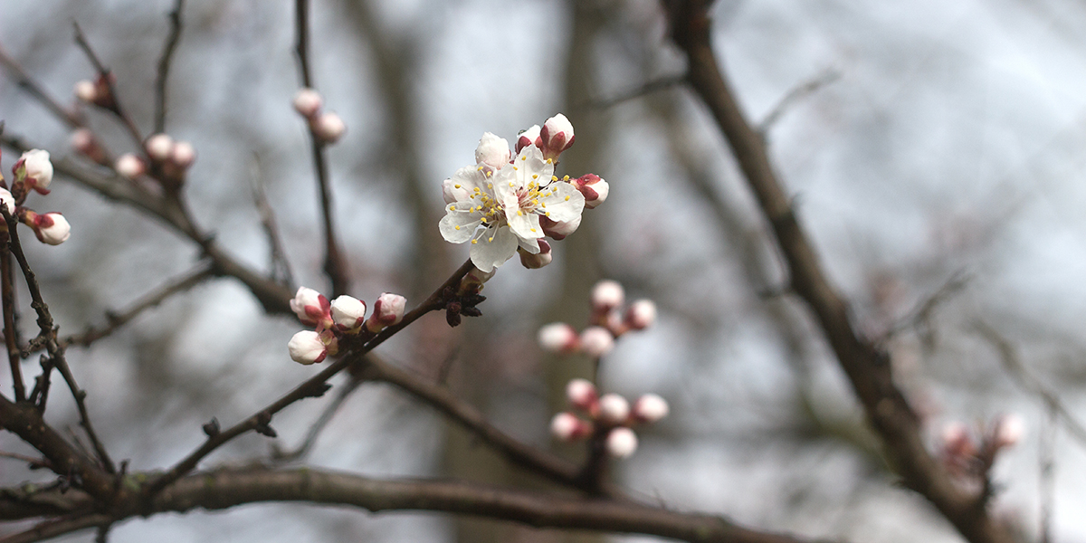découvrez comment tailler un abricotier malade pour favoriser sa guérison, stimuler sa croissance et prévenir les maladies. conseils pratiques et étapes à suivre pour un arbre en bonne santé.
