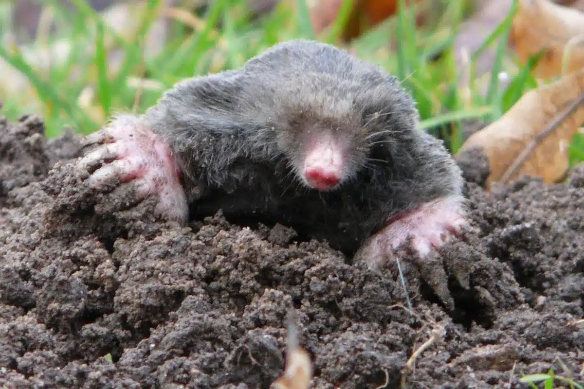 découvrez à quelle heure les taupes sortent et comment observer ces petites créatures dans leur habitat naturel.