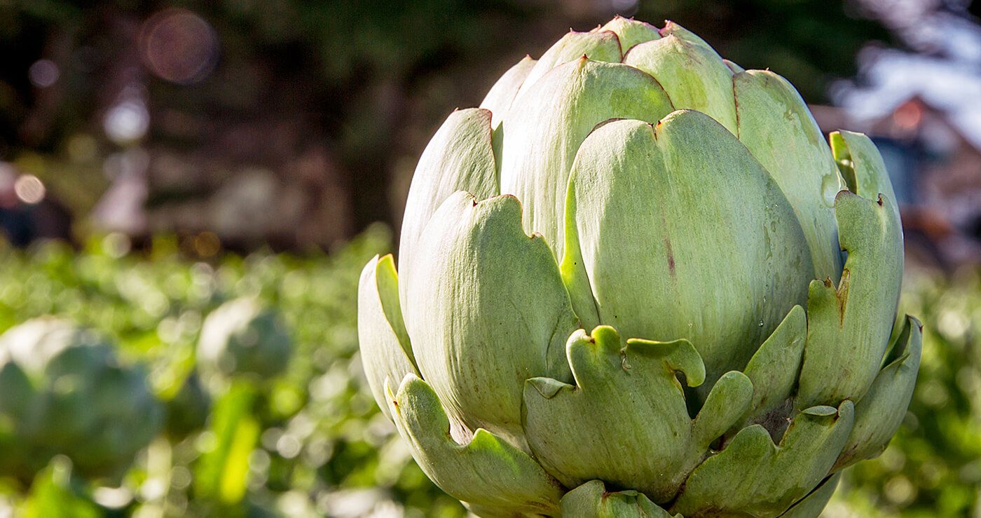 découvrez la méthode bretonne pour conserver fruits et légumes frais plus longtemps, en préservant leurs saveurs et leurs qualités nutritionnelles.
