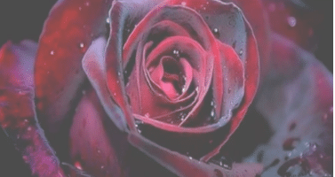 découvrez comment la prière de la flamme violette peut vous aider dans la purification et la guérison spirituelle, en apportant paix et transformation intérieure.