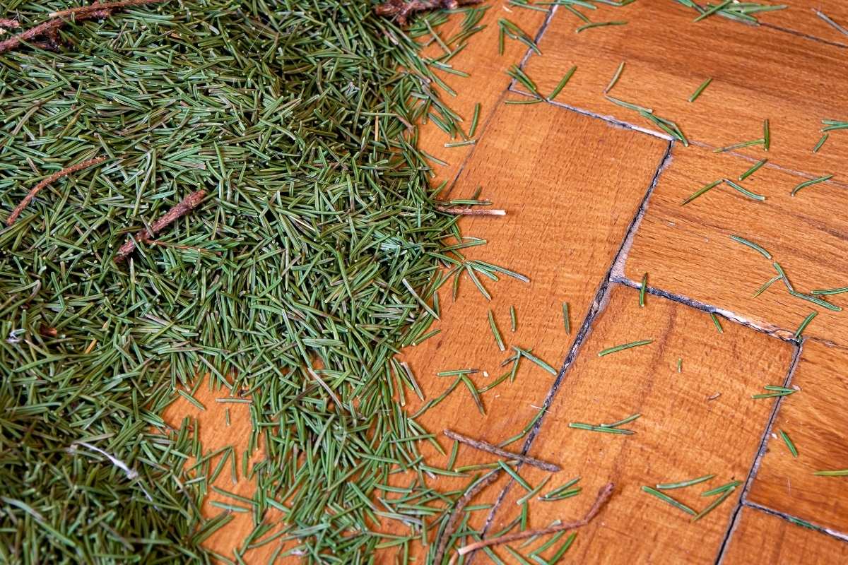 découvrez nos astuces efficaces pour prolonger la fraîcheur de votre sapin de noël et profiter d'une décoration naturelle plus longtemps.