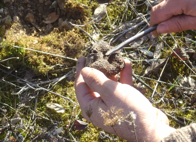 découvrez truffes d'argent, une passion trufficole au cœur d'églises-d'argenteuil. plongez dans l'univers raffiné des truffes, entre savoir-faire traditionnel et amour du terroir.