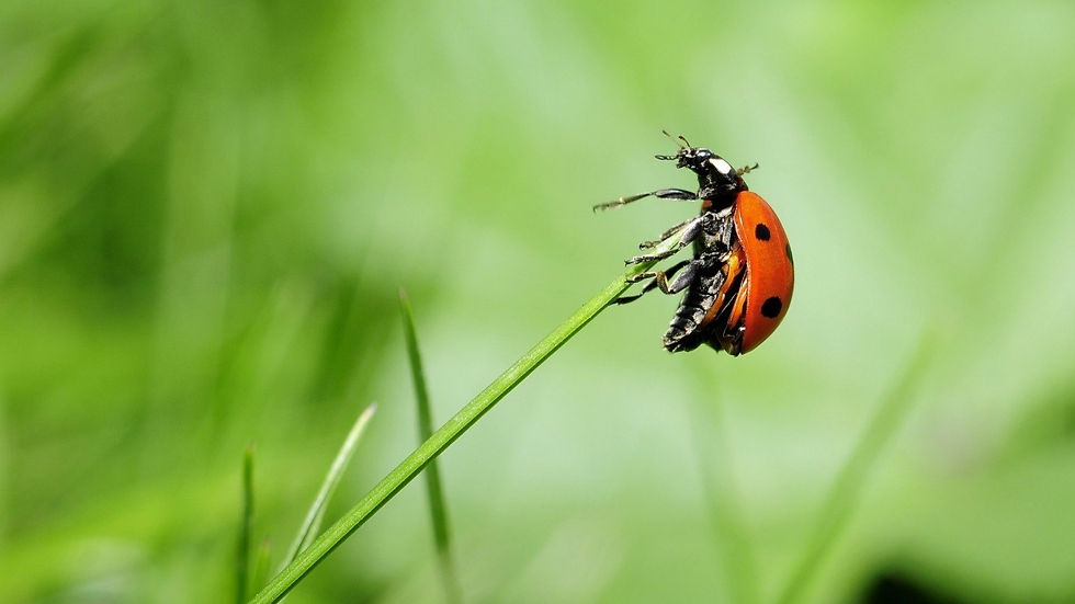 découvrez la signification profonde de la coccinelle, symbole d’abondance spirituelle et de chance dans de nombreuses cultures.