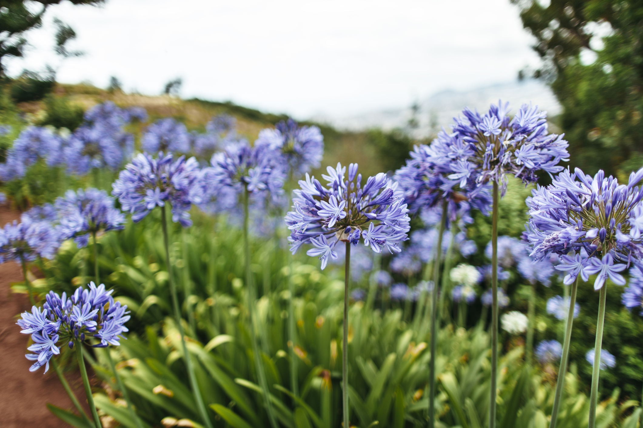 découvrez les soins essentiels pour des agapanthes en pleine santé et une floraison magnifique toute la saison.