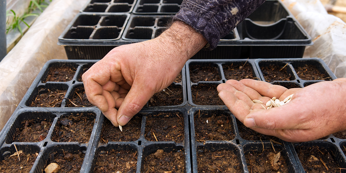 découvrez le calendrier idéal et les techniques efficaces pour le repiquage des tomates afin d'assurer une croissance optimale et une récolte abondante.
